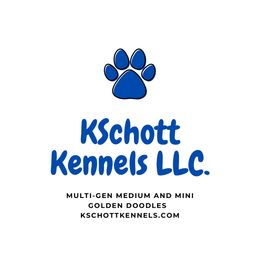 Goldendoodle Puppies from KSchott Kennels