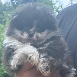 Duke - Blue merle male Pomeranian puppy in Kansas City, Missouri from S&K Pomeranians