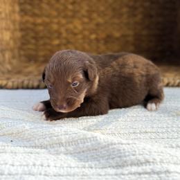 Loretta - Red tri-color female Australian Shepherd puppy in Unionville, Iowa from Soap Creek Kennels