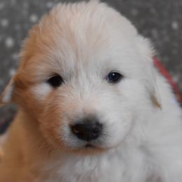 Reyner - Great Pyrenees puppy in Arroyo Grande, California from Wild Bunch Ranch - Home of Le Patou Great Pyrenees