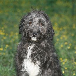 Boy 8 - Aussiedoodle puppy in Four Oaks, North Carolina from RoseWest Farms