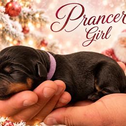 Prancer - Black and mahogany female Rottweiler puppy in Montrose, Colorado from TruHero Dog Kennel