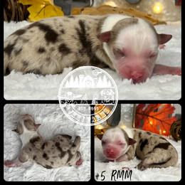 Australian Shepherd, Miniature American Shepherd, Miniature Australian Shepherd, and Toy Australian Shepherd Puppies from JKKJ Farms