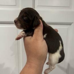 Jade - Piebald female Dachshund puppy in Fort Myers, Florida from Lady Margery’s Dachshunds