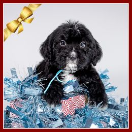 Linus - Black and white male Bernedoodle puppy in Connersville, Indiana from Deaz Doodle Ranch