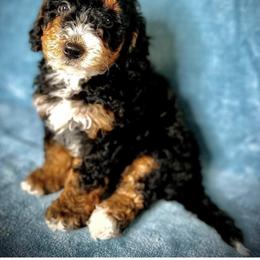 Bernedoodle Puppies from Colorful-K9'S