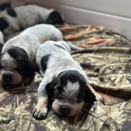 Bluetick Coonhound Puppies from Lone River Blueticks