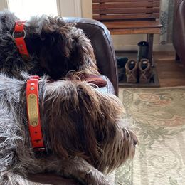 Wirehaired Pointing Griffon All Grown Up from Foggy Gap Griffons