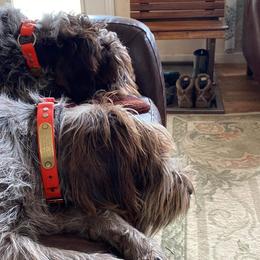 Wirehaired Pointing Griffon All Grown Up from Foggy Gap Griffons