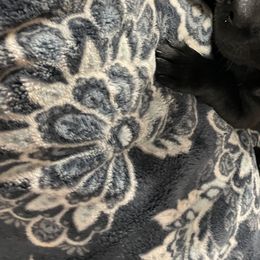 Labrador Retriever Puppies from No Boundaries Kennels