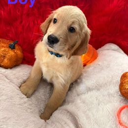 Blue - Golden female Golden Retriever puppy in Huntington Beach, California from American True Golden retriever