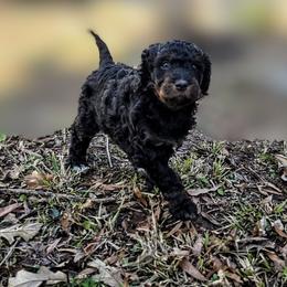Bernedoodle Puppies from Home Grown Hearts Doodles
