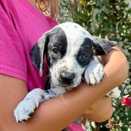 Gold Ribbon Boy - White and black male Dalmatian puppy in Hillsville, Virginia from Spot On Dalmatians