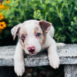 Boy 1 - blue collar - red merle - Red merle male Border Collie puppy in Minden, Iowa from Rocking N Registered Border Collies & Labradors