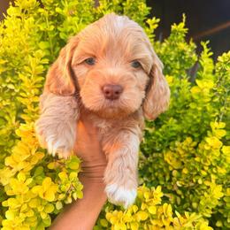 Charming - Golden male Cockapoo puppy in Millville, California from Hope Lane Kennels