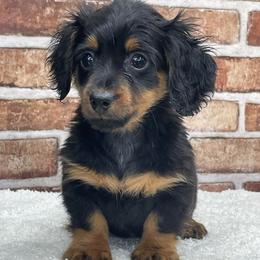 Dieter - Black and tan male Dachshund puppy in Industry, Illinois from KDKs Kennels