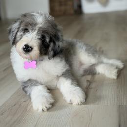 Girl 2 - Blue merle female Bordoodle puppy in Shelton, Washington from Prophecy Kennels