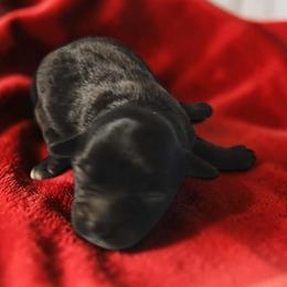 1 - Black male Maltipoo puppy in Salisbury, North Carolina from Carolina Canines