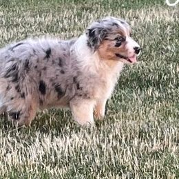Australian Shepherd Puppies from Midwest Guardian Aussies