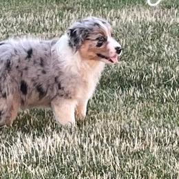 Australian Shepherd Puppies from Midwest Guardian Aussies