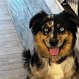 JuneBug - Aussiedoodle