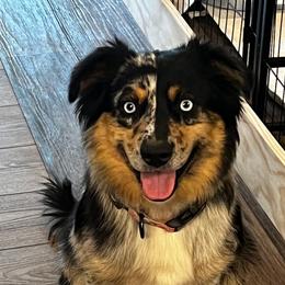 JuneBug - Aussiedoodle