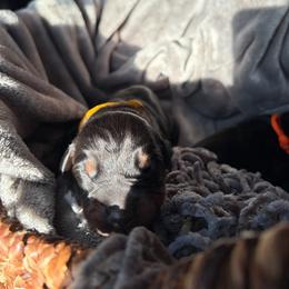 Belle - Black and rust female Doberman Pinscher puppy in Lynn, Michigan from Creekside Dobermans