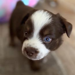 RTB - Red tri male Miniature Australian Shepherd puppy in Bethany, Illinois from Rachel at Marrowbone Creek Aussies