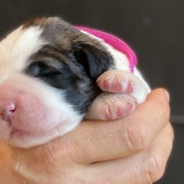 Girl 1 - Pyrenean Mastiff puppy in California from Pyrenean Mastiff USA