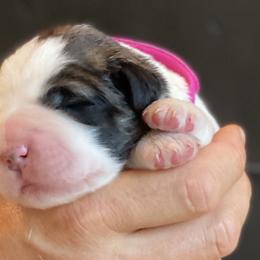 Girl 1 - Pyrenean Mastiff puppy in California from Pyrenean Mastiff USA