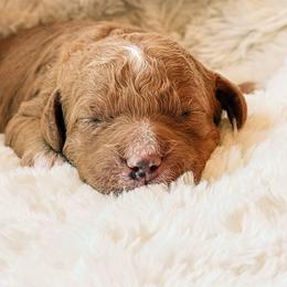 Bannock - Red  male Goldendoodle puppy in Meridian, Idaho from Table Rock Legacy Doodles
