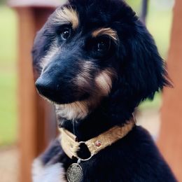 Afghan Hound Puppies from Royal Legacy