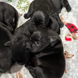Girl Pick 2 - Black female Labrador Retriever puppy in Mount Olive, Mississippi from 3 King Kennels