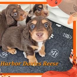 Reese - Chocolate and tan male Dachshund puppy in Panama City, Florida from Harbor Doxies