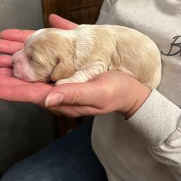 Jewels - Buff and white female Cockapoo puppy in Wellington, Kansas from Brian’s Puppies