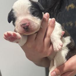 Saint Bernard Puppies from M&R SKYHAVEN SAINTS