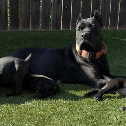 Cane Corso from Dal Deserto Cane Corso
