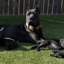Cane Corso from Dal Deserto Cane Corso