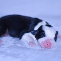 Girl 2 - Black tri-color female Australian Shepherd puppy in Easton, Missouri from MMA Kennel