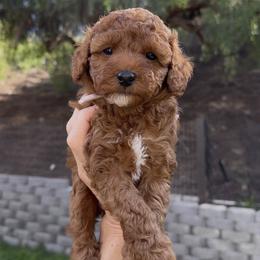 Anastasia - Red  female Goldendoodle puppy in Corona, California from West Coast Goldendoodles