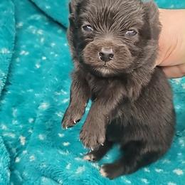 Boy 5 - Black male Pomeranian puppy in Tulsa County, Oklahoma from CP Kennels