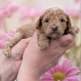 Bunny - Cream female Cavapoo puppy in Coshocton, Ohio from Forever Family Puppies
