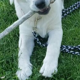 Labrador Retrievers from Five Star Labradors