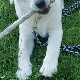 Labrador Retrievers from Five Star Labradors
