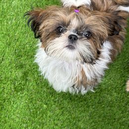 Shih Tzu Puppies from Magnolia Tzus