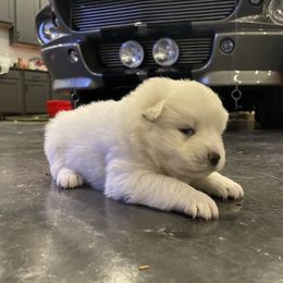 Pomsky Puppies from Magic Valley Pomskies