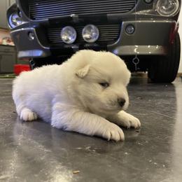 Pomsky Puppies from Magic Valley Pomskies