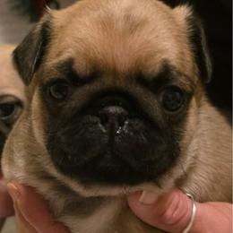 Sobek-Blue Collar - Fawn male Pug puppy in New Braunfels, Texas from Kex Pug Haus