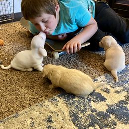 Dachshund Puppies from Alpine Meadow Dachshunds