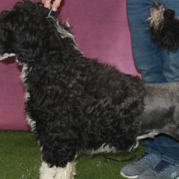 Keyes - Portuguese Water Dog